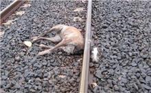 Galga decapitada en la vía del tren, nadie investiga ni siquiera recogen el cuerpo, ya hace una semana (Imagenes fuertes)
