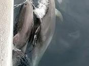 Delfines estrecho