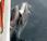 Delfines estrecho