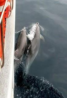 Delfines en el estrecho