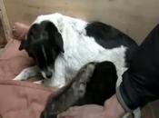 perrita amamanta cuida cría pantera lobo