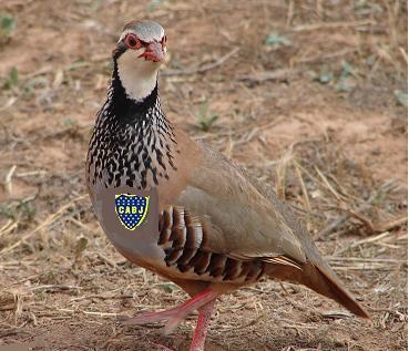 El vuelo de la perdiz.