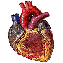 La cirugía cardíaca en el adulto (anestesia cardiovascular 1)