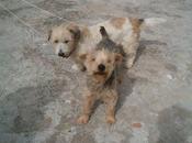 Perritos tamaño pequeño quedan huerfanos,su dueño muerto! (Cadiz)