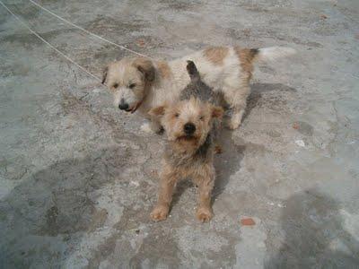 Perritos tamaño pequeño se quedan huerfanos,su dueño a muerto! (Cadiz)