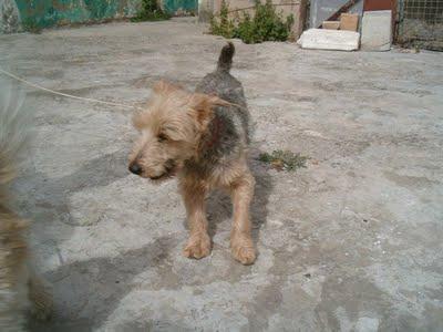 Perritos tamaño pequeño se quedan huerfanos,su dueño a muerto! (Cadiz)