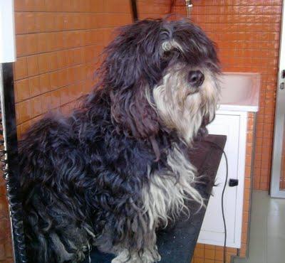 Bruno perro tamaño pequeño (Murcia)‏