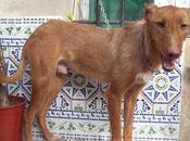 Cupper, podenco invisible (Murcia)‏