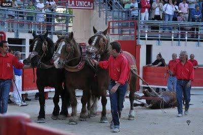 Un Cebada de vuelta en Saint Martin de Crau