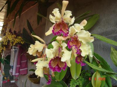 Cattleya híbrida