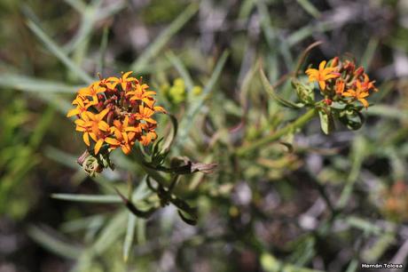 Quinchamalí (Quinchamalium chilense)