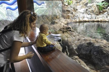 Visita al Loro Parque de Tenerife