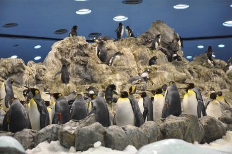 Visita al Loro Parque de Tenerife