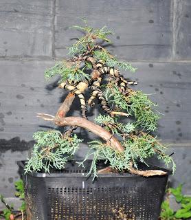 Associació bonsai del Vallès: trabajos de alambrado de un Junípero