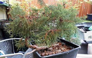 Associació bonsai del Vallès: trabajos de alambrado de un Junípero