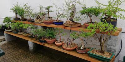 Associació bonsai del Vallès: trabajos de alambrado de un Junípero