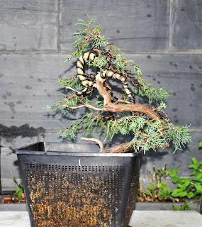 Associació bonsai del Vallès: trabajos de alambrado de un Junípero