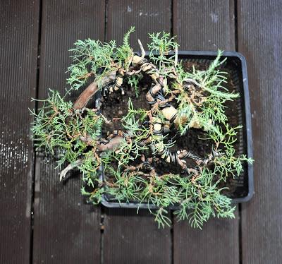 Associació bonsai del Vallès: trabajos de alambrado de un Junípero