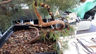 Associació bonsai del Vallès: trabajos de alambrado de un Junípero