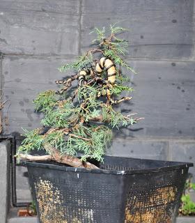 Associació bonsai del Vallès: trabajos de alambrado de un Junípero