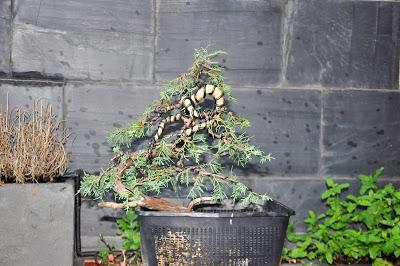 Associació bonsai del Vallès: trabajos de alambrado de un Junípero