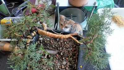 Associació bonsai del Vallès: trabajos de alambrado de un Junípero