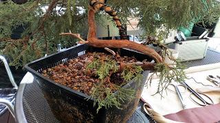 Associació bonsai del Vallès: trabajos de alambrado de un Junípero