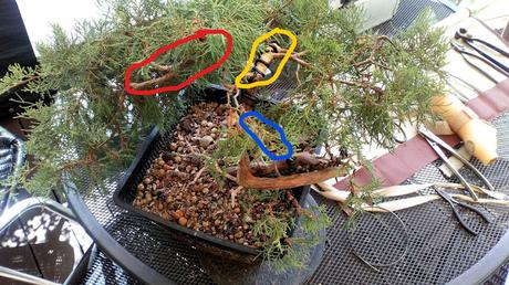 Associació bonsai del Vallès: trabajos de alambrado de un Junípero