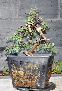 Associació bonsai del Vallès: trabajos de alambrado de un Junípero