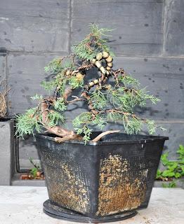 Associació bonsai del Vallès: trabajos de alambrado de un Junípero