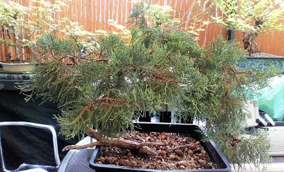 Associació bonsai del Vallès: trabajos de alambrado de un Junípero