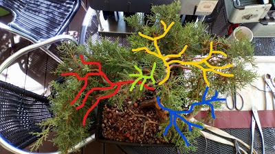 Associació bonsai del Vallès: trabajos de alambrado de un Junípero