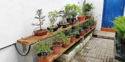 Associació bonsai del Vallès: trabajos de alambrado de un Junípero
