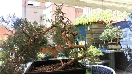 Associació bonsai del Vallès: trabajos de alambrado de un Junípero