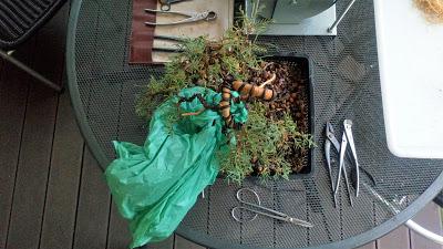 Associació bonsai del Vallès: trabajos de alambrado de un Junípero