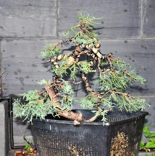 Associació bonsai del Vallès: trabajos de alambrado de un Junípero