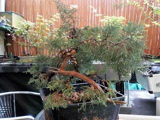 Associació bonsai del Vallès: trabajos de alambrado de un Junípero