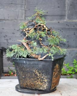 Associació bonsai del Vallès: trabajos de alambrado de un Junípero