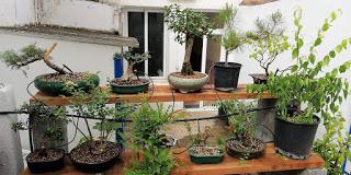 Associació bonsai del Vallès: trabajos de alambrado de un Junípero