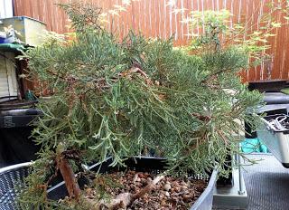 Associació bonsai del Vallès: trabajos de alambrado de un Junípero