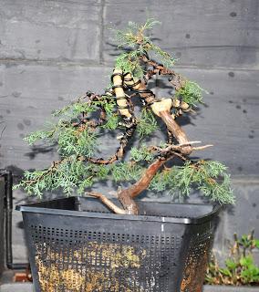 Associació bonsai del Vallès: trabajos de alambrado de un Junípero