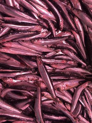 Por fortuna, no soy pez, ni mosca