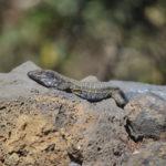 Nuestros pequeños dragones…