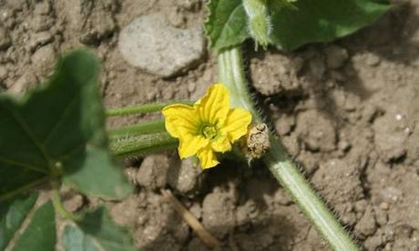 Melones Fotos Planta Melones Flores
