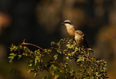 COGIENDO ALTURA POR CANTABRIA
