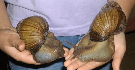 Confirman la presencia de uno caracoles más dañinos del planeta en Villa Clara
