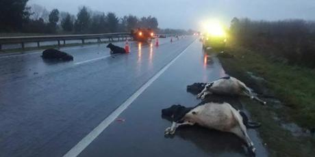 Accidente de transito dejó a cuatro lesionados y una decenas de vacas fallecidas en Frutillar