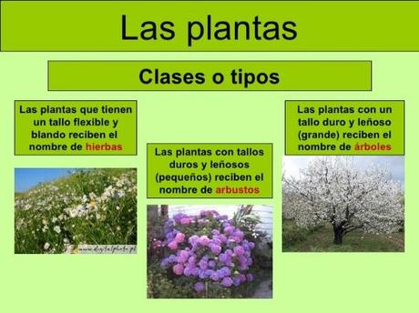 Resultado de imagen para tipos de plantas
