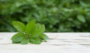 Cómo controlar los nervios con albahaca - Trucos de salud caseros