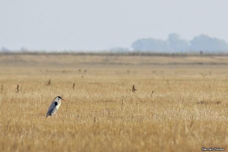 Censo Neotropical de Aves Acuáticas en Monte (julio 2018)